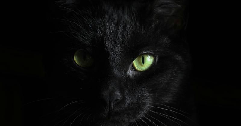 Ciri-Ciri Kucing Pembawa Sial, Konon Diliputi Nasib Kurang Baik